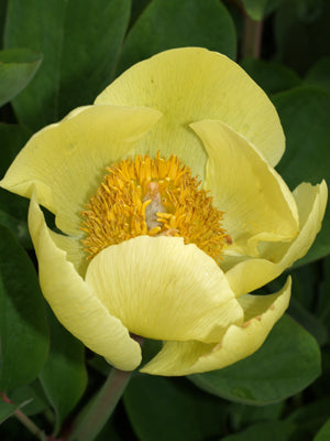 PAEONIA MLOKOSEWITSCHII