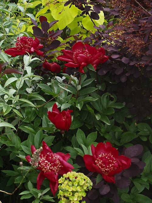 PAEONIA LACTIFLORA 'NIPPON BEAUTY'