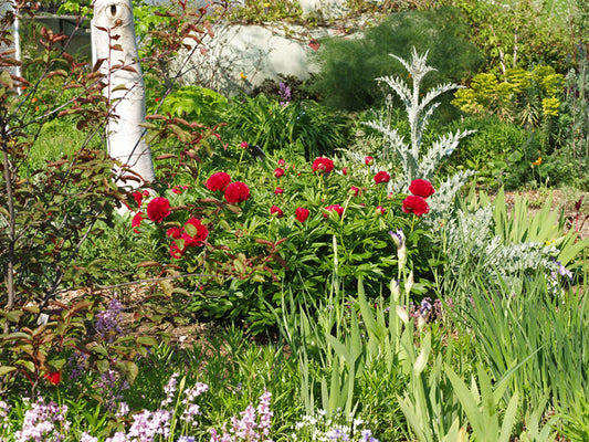 PAEONIA OFFICINALIS 'RUBRA PLENA'