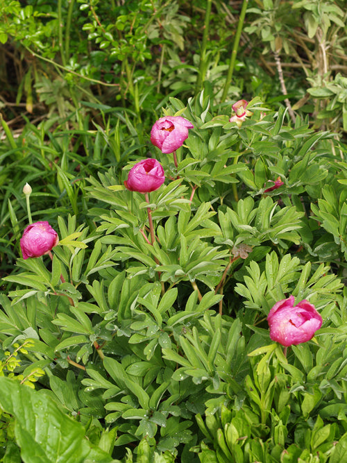 PAEONIA HUMILIS