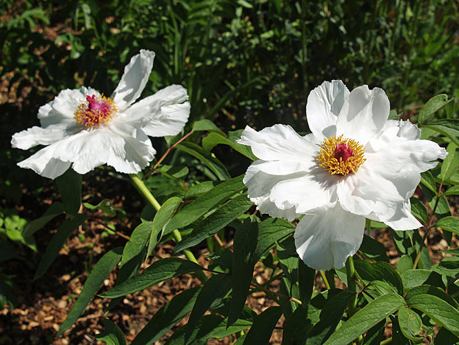 PAEONIA OSTII