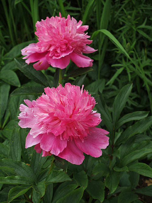PAEONIA LACTIFLORA 'PINK CAMEO'