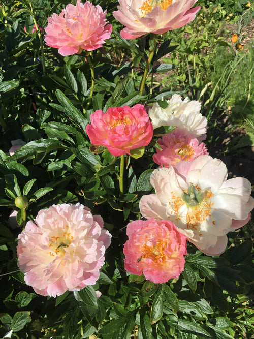 PAEONIA 'PINK HAWAIIAN CORAL'