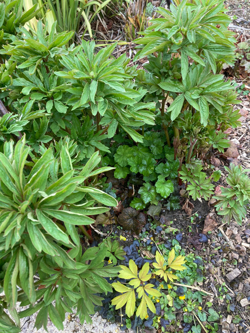 PAEONIA 'PINK HAWAIIAN CORAL' yellowish leaf