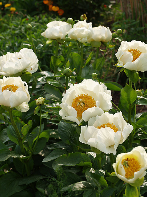 PAEONIA 'PRAIRIE MOON'