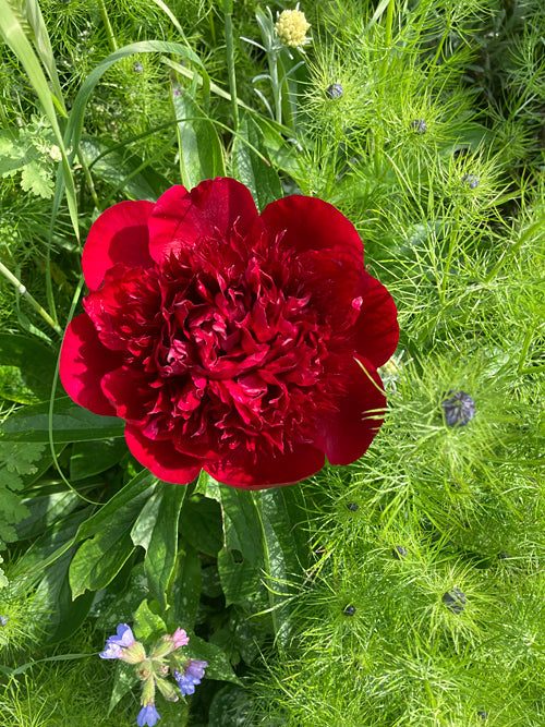 PAEONIA RED CHARM