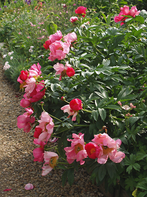 PAEONIA 'SCARLET O'HARA'