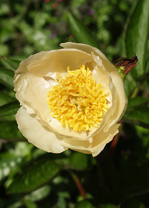 PAEONIA 'STARLIGHT'
