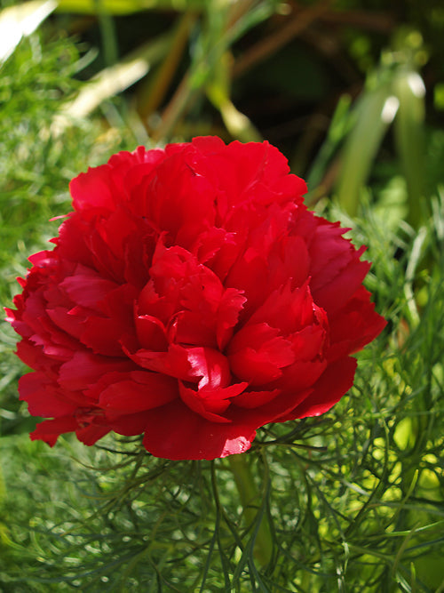 PAEONIA TENUIFOLIA 'PLENA'