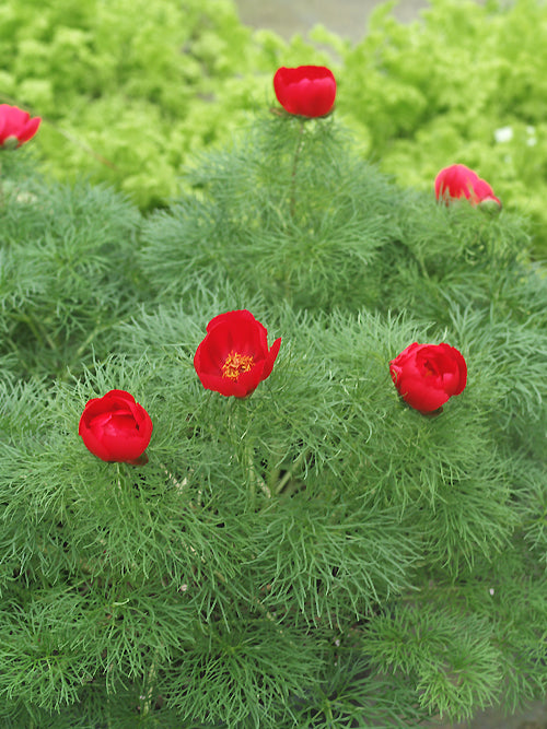 PAEONIA TENUIFOLIA