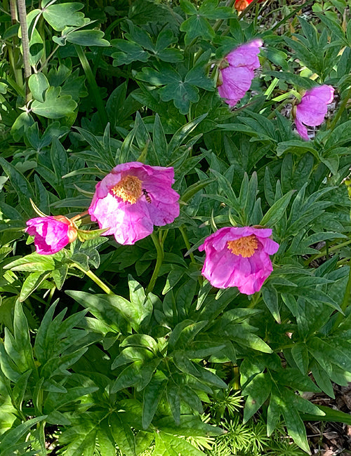 PAEONIA VEITCHII