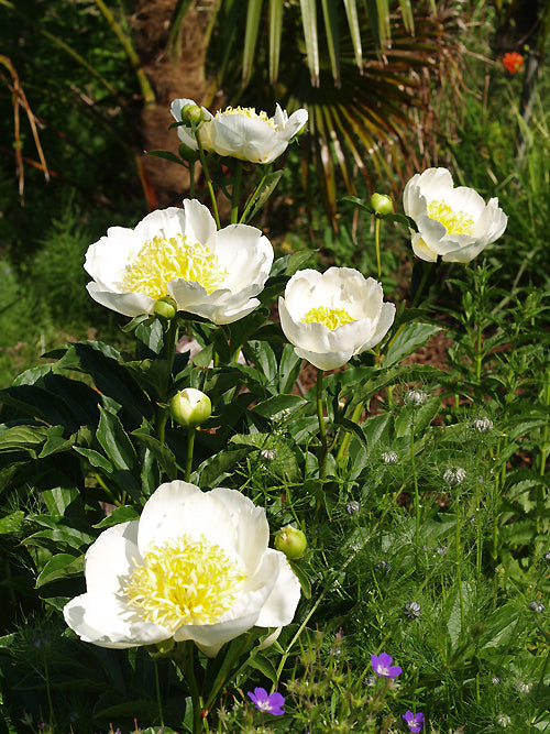 PAEONIA 'WHITLEYI MAJOR'