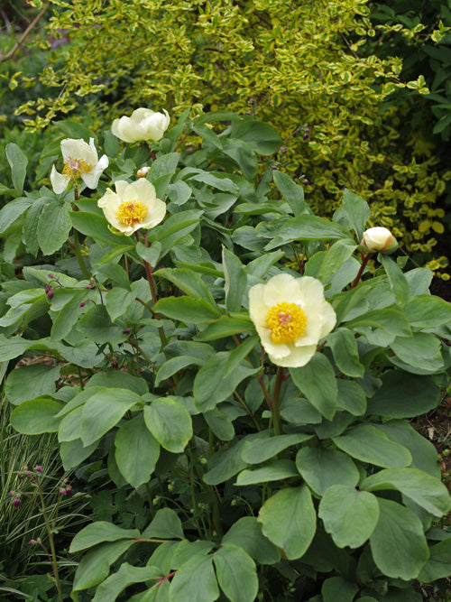 PAEONIA WITTMANNIANA