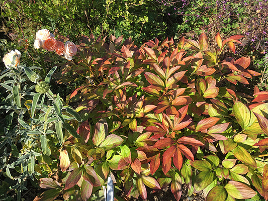 PAEONIA 'WAKATIPU WONDER'