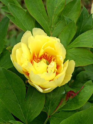 PAEONIA 'YELLOW EMPEROR'