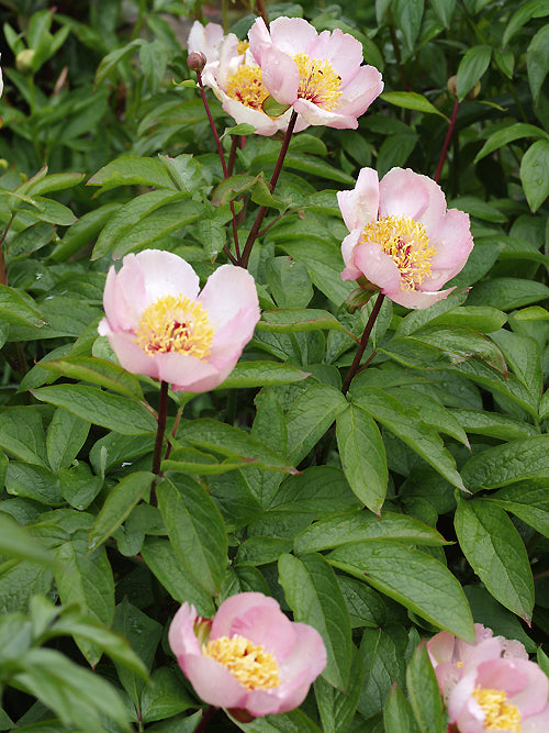 PAEONIA 'AVANT GARDE'