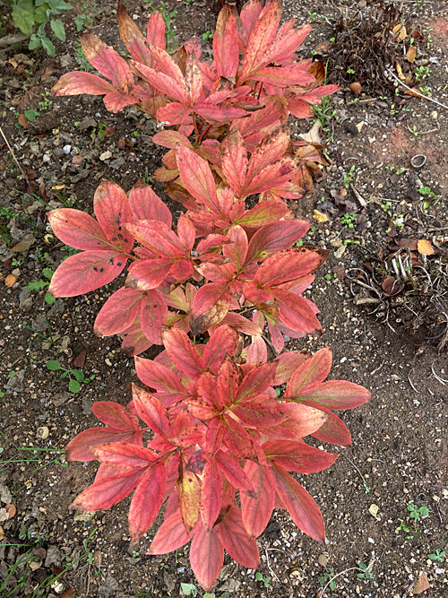 PAEONIA LACTIFLORA 'EMMA KLEHM'