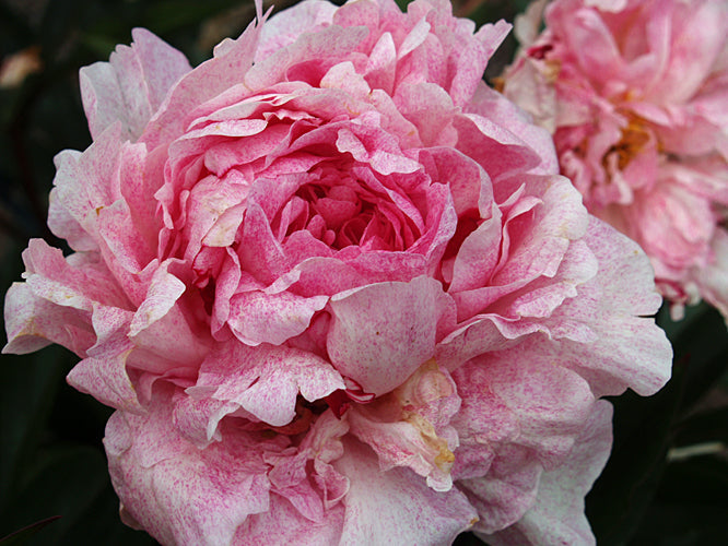 PAEONIA LACTIFLORA 'THE FAWN'