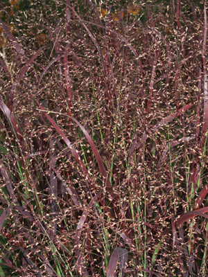 PANICUM VIRGATUM 'SHENANDOAH'