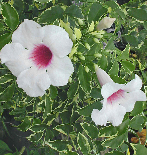PANDOREA JASMINOIDES 'CHARISMA'