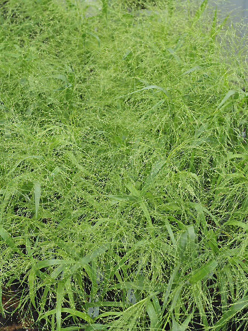 PANICUM CAPILLARE