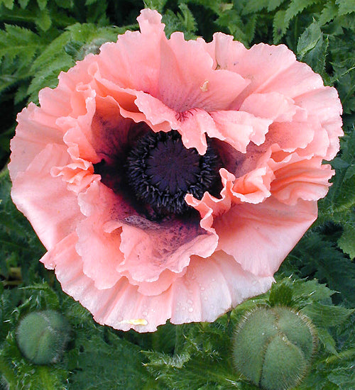 PAPAVER ORIENTALE 'AGLAJA'