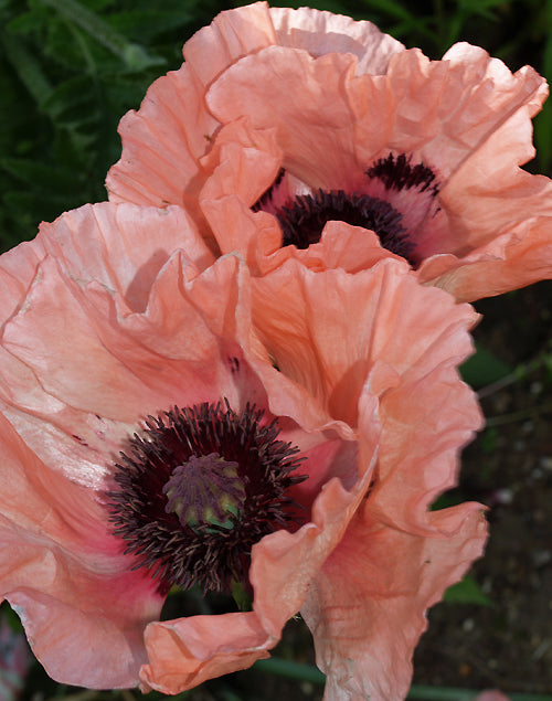 PAPAVER ORIENTALE 'ASLAHAN'