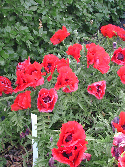 PAPAVER ORIENTALE 'BABY KISS'
