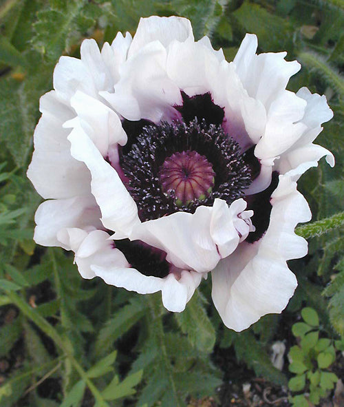 PAPAVER ORIENTALE 'BLACKBERRY QUEEN'