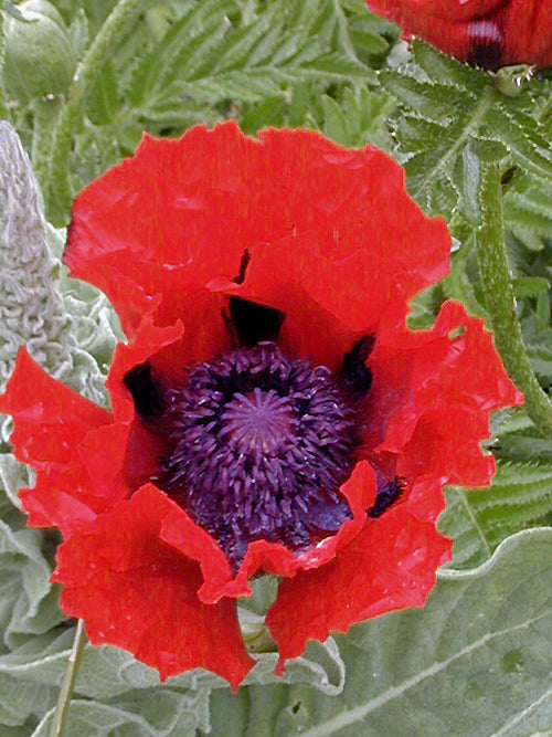 PAPAVER ORIENTALE var.BRACTEATUM