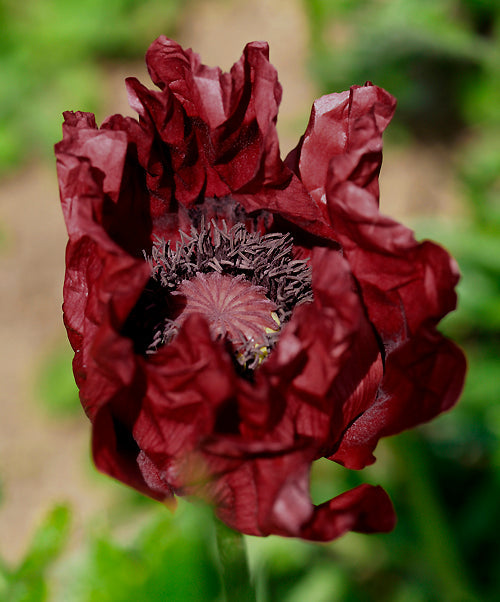 PAPAVER ORIENTALE 'DISTINCTION'