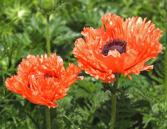 PAPAVER ORIENTALE 'CLOCHARD'