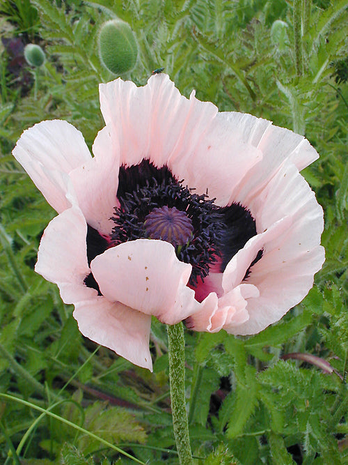 PAPAVER ORIENTALE 'CORAL REEF'