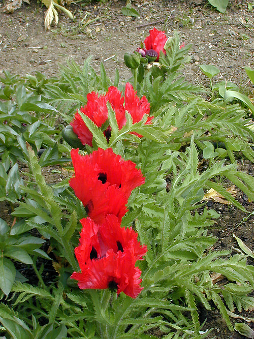PAPAVER ORIENTALE 'CARMEN'