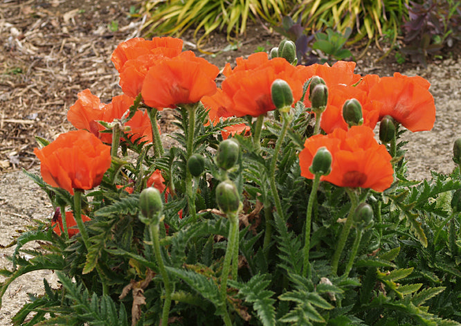 PAPAVER ORIENTALE 'MANDARIN'