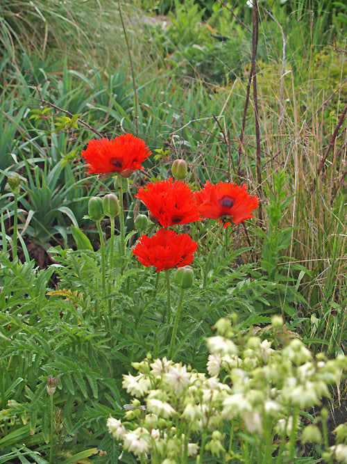 PAPAVER ORIENTALE 'CURLILOCKS'