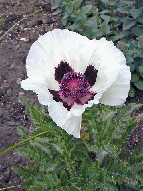 PAPAVER ORIENTALE 'DOMINO'