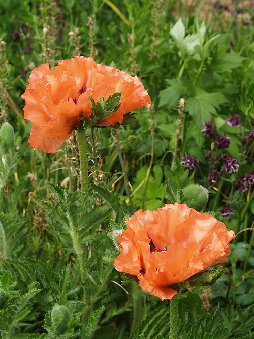PAPAVER ORIENTALE 'EFFENDI'