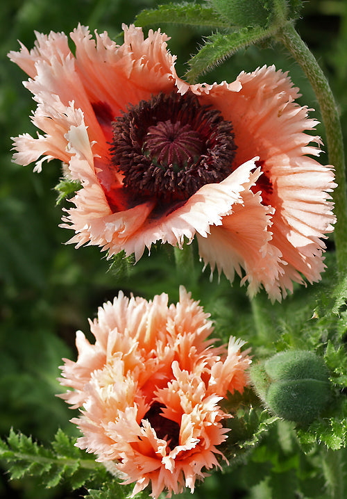 PAPAVER ORIENTALE 'FORNCETT SUMMER'