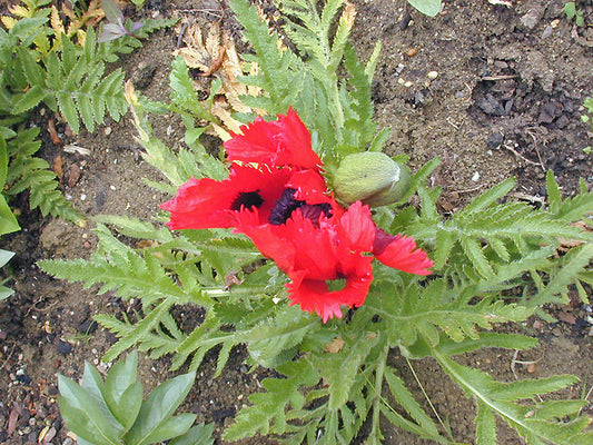 PAPAVER ORIENTALE 'FIREFLY'