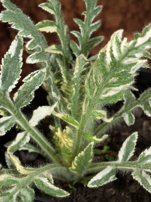 PAPAVER ORIENTALE 'FROSTY'