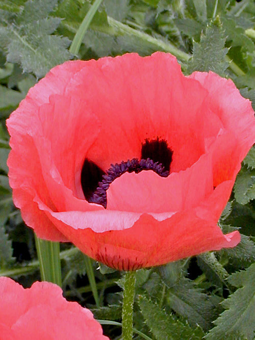 PAPAVER ORIENTALE 'JOHN METCALF'