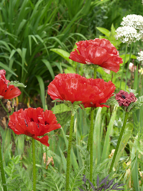 PAPAVER ORIENTALE 'KING KONG'