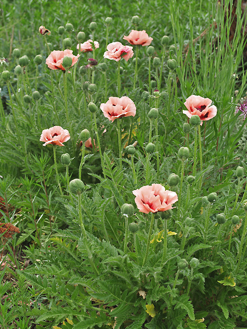 PAPAVER ORIENTALE 'KLEINE TÄNZERIN'