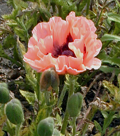 PAPAVER ORIENTALE 'LITTLE CANDYFLOSS'
