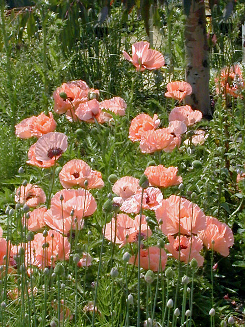 PAPAVER ORIENTALE 'LADY FREDERICK MOORE'