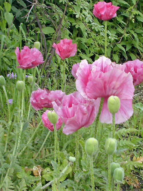 PAPAVER ORIENTALE 'LILAC GIRL'