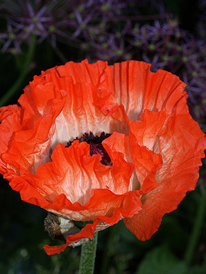 PAPAVER ORIENTALE 'LAMBADA'