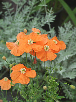 PAPAVER TRINIIFOLIUM