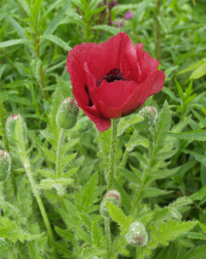 PAPAVER ORIENTALE 'MARLENE'